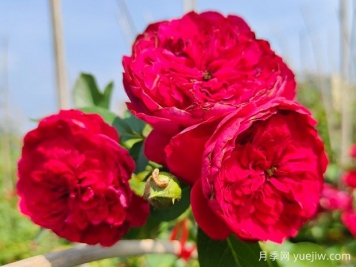 蒂娜月季一年開(kāi)幾次花？蒂娜開(kāi)花周期及病蟲(chóng)害防治技巧