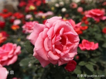 早春給月季澆水的正確方法，做錯了影響生長(cháng)開(kāi)花