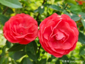 種上木香薔薇花蠻強爆花，紅橙白黃木香你喜歡哪個(gè)？