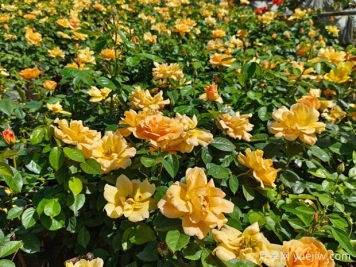 內鄉月季公園月季盛開(kāi)，賞花游人如織