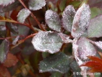 月季病害識別與治療，黑斑病白粉病銹病全解析