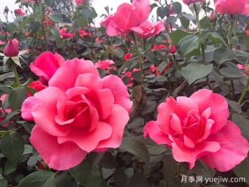 掌握月季養護口訣，讓月季實(shí)現月月開(kāi)花