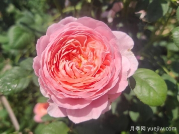 玫瑰花瓣的用途，月季花瓣可以泡腳嗎？