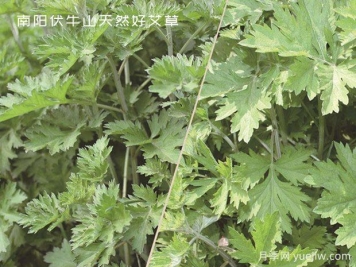 小小的野生艾草，成為南陽(yáng)致富路的主角