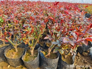 一朵月季花種出大產(chǎn)業(yè)，春節期間南陽(yáng)石橋鎮靜候花開(kāi)