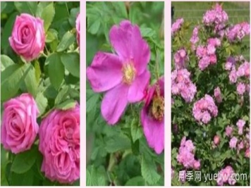 輕松區分月季、玫瑰和薔薇ROSE三姐妹，不再迷茫于愛(ài)情花海