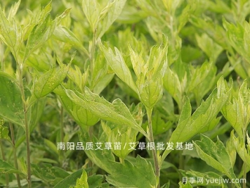 選品種植：中藥材創(chuàng  )業(yè)的秘訣