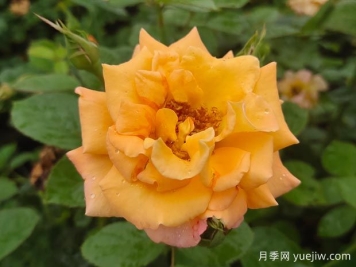 優(yōu)選6款品種適合庭院養，花大色艷濃香無(wú)比