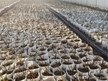 月季花繁殖方法：播種、嫁接與分株的優(yōu)缺點(diǎn)是什么？
