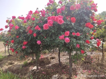 月季花修剪整，打造美麗造型的技巧
