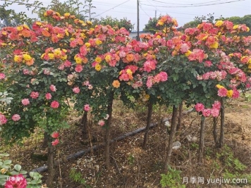 五色藤彩虹樹(shù)狀月季多規格美化園林庭院