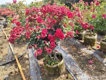 老樁提根月季精品美植袋苗現貨供應盆景