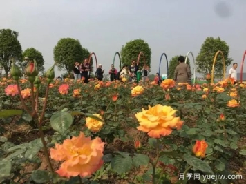自貢月季應用和景觀(guān)圖集