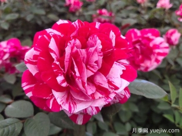 給老婆買(mǎi)什么玫瑰比較好？