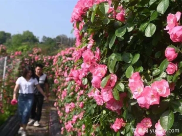6萬(wàn)株月季燦爛綻放，月季花舞內江資中