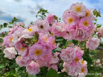 薔薇之美，綻放的絢爛與雋永的韻味