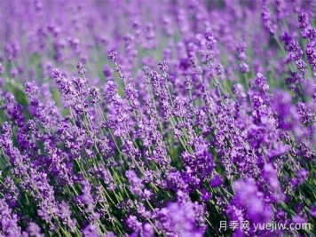 薰衣草養護全攻略：避開(kāi)4大禁忌，打造香氣四溢的花園