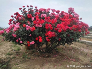 造型多桿樹(shù)樁月季棵棵不同供應求購