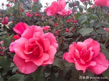 如何識別大花月季品種？