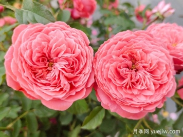 可以送33朵玫瑰花嗎？有什么意思