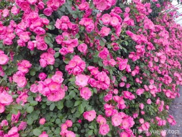 打造月季花墻就用這15種藤本月季，花開(kāi)成風(fēng)景線(xiàn)