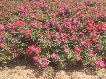 月季盆栽土壤保持適宜濕度的4大好處，附帶3種檢測方法