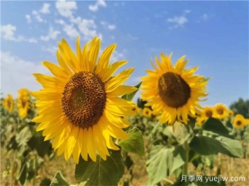 十種夏季開(kāi)花植物