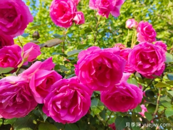 春天月季花養護技巧，讓家中月季花開(kāi)不斷