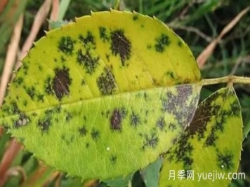 月季黑斑病如何根治？有什么藥治？
