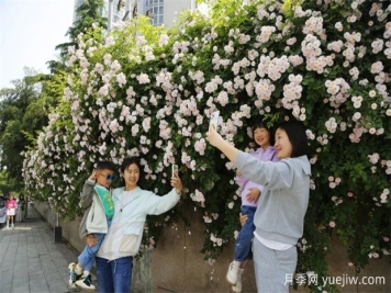 南陽(yáng)薔薇花開(kāi)的時(shí)節滿(mǎn)城春