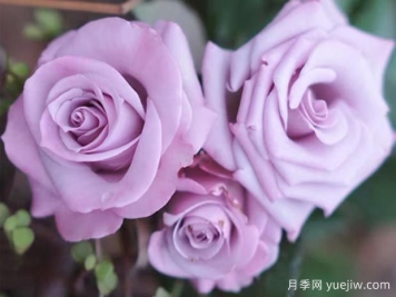 謊言為什么流行？當月季變身玫瑰