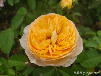 從花園到花瓶，盤(pán)點(diǎn)10個(gè)顏值超高的切花月季