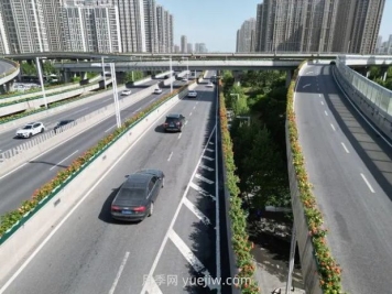 鄭州月季：花開(kāi)鄭好景如畫(huà)，高架月季香滿(mǎn)城