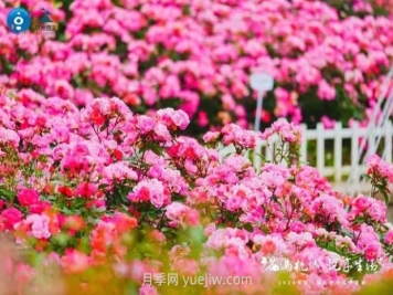 2024年第二屆杭州市月季花展舉辦，賞500萬(wàn)株月季