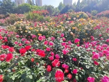 鄭州月季公園40萬(wàn)株月季競相綻放，感受花漾生活