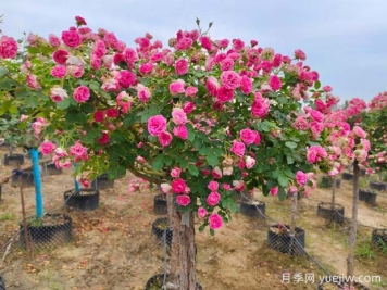 四季開(kāi)花的胭脂扣月季，這些優(yōu)點(diǎn)非常出色