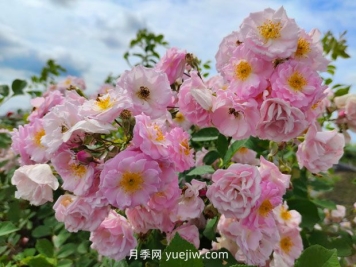 薔薇想要開(kāi)出上千朵花，需要做好這4點(diǎn)