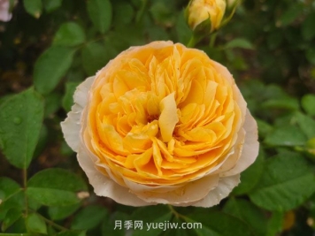 從一萬(wàn)種月季花中精選這10種，你喜歡嗎？