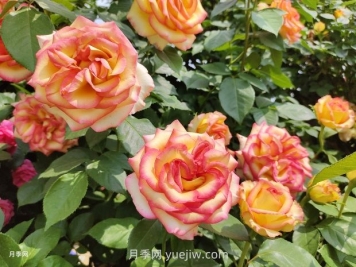 關(guān)于月季花的幾個(gè)問(wèn)題