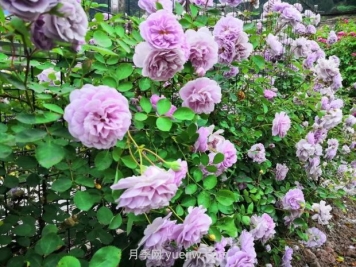 瀘州市古藺大寨花海迷宮進(jìn)入盛花期，打卡高顏值
