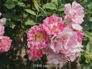 通俗版：薔薇、月季、玫瑰分辨指南