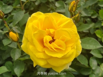 大花月季與豐花月季有什么不同？
