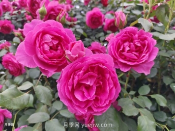 中國十大花卉緣何未納玫瑰花？