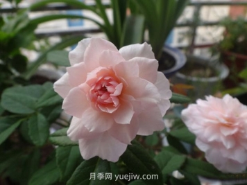 花見(jiàn)小路月季/花間小路