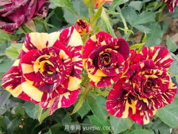 月季基本養護要點(diǎn)：通風(fēng)、光照、澆水