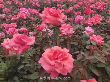 南陽(yáng)：收集5000份，做好月季種質(zhì)資源庫保護