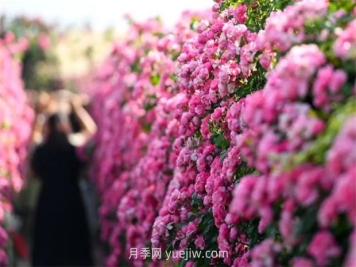 紅河彌勒月季花墻，安吉拉出彩綻放