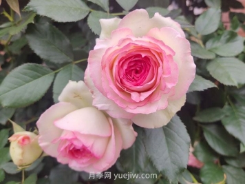 薔薇和藤蔓月季的區別？