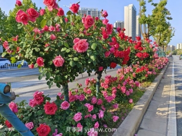 樹(shù)狀月季葉片發(fā)黃怎么辦？原因和應對措施