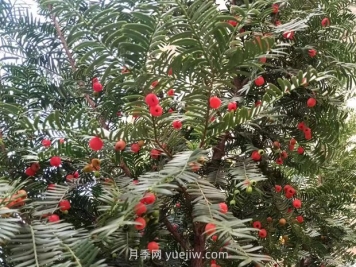 紅豆杉如何養護